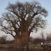 Campement au camp des baobabs sur le chemin du retour (c) Laurent Bruxelles