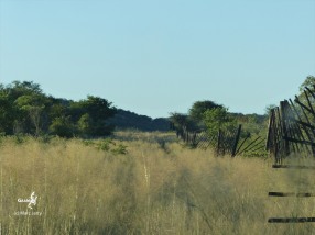 Namibie, Aha Hills, le long de la frontière dans les grandes herbes (c) M. Jarry